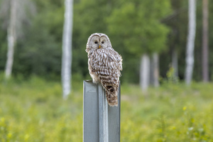 2020 Owl's Nest